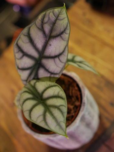 Alokazja Silver Dragon ⌀12cm