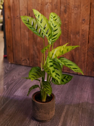 Calathea Leopardina ⌀12cm