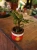Calathea rufibarba ⌀7cm