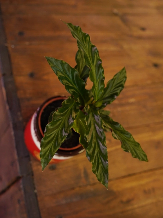 Calathea rufibarba ⌀7cm