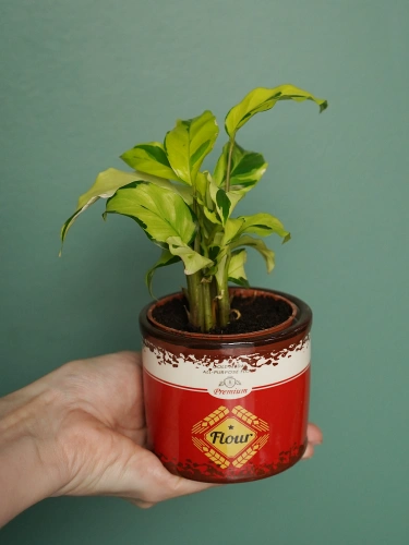 Calathea Yellow Fusion ⌀7cm