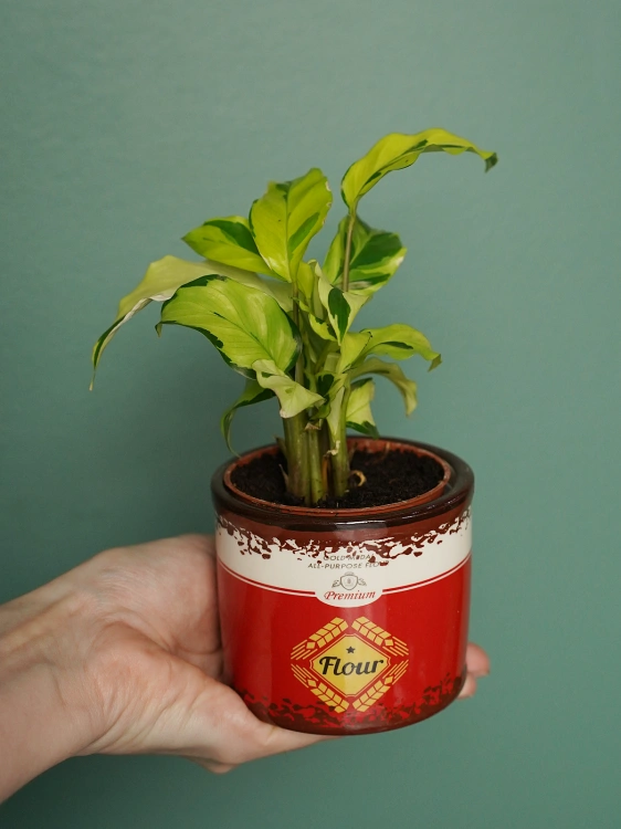 Calathea Yellow Fusion ⌀7cm