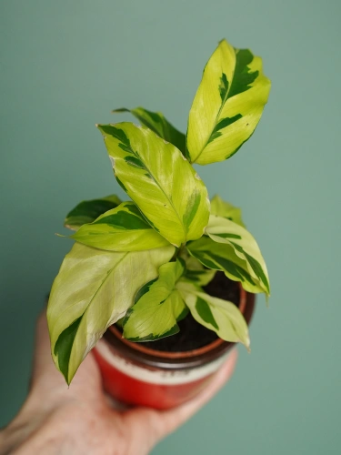Calathea Yellow Fusion ⌀7cm