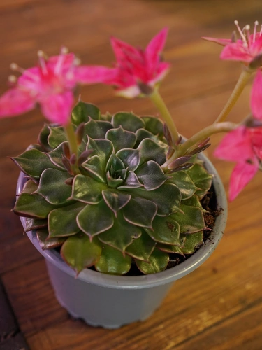 Graptopetalum bellum ⌀9cm