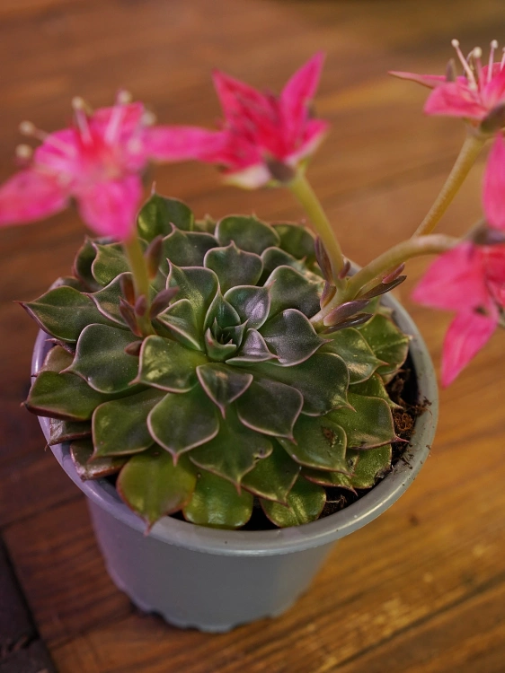 Graptopetalum bellum ⌀9cm