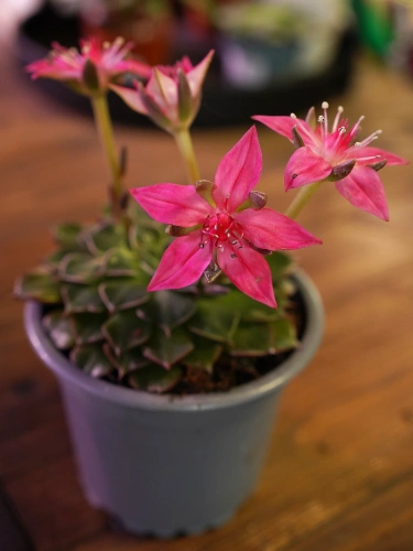 Graptopetalum bellum ⌀9cm