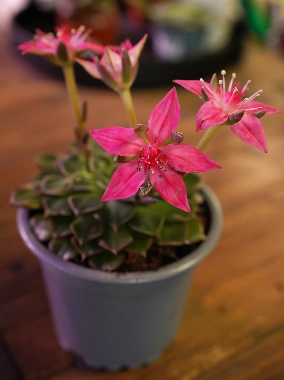 Graptopetalum bellum ⌀9cm