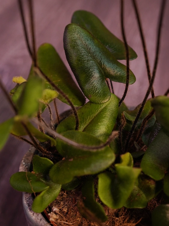 Hemionitis arifolia ⌀12cm