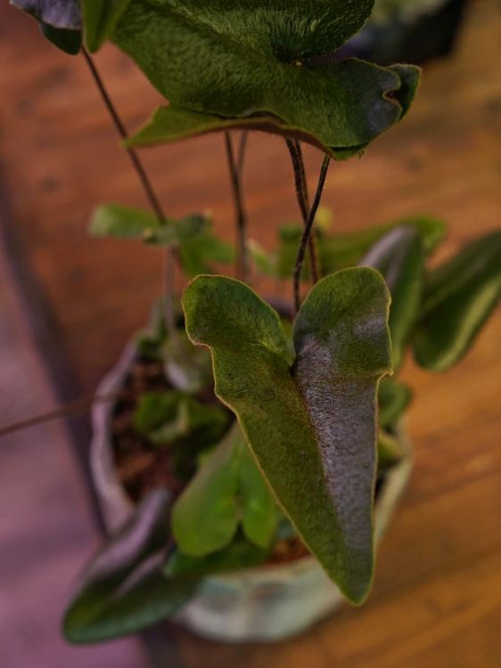 Hemionitis arifolia ⌀12cm