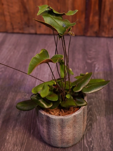 Hemionitis arifolia ⌀12cm