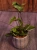 Hemionitis arifolia ⌀12cm