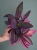 Tradescantia pallida 'Pink Stripe' Trzykrotka ⌀12cm