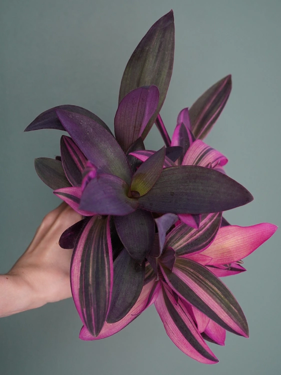 Tradescantia pallida 'Pink Stripe' Trzykrotka ⌀12cm