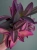 Tradescantia pallida 'Pink Stripe' Trzykrotka ⌀12cm