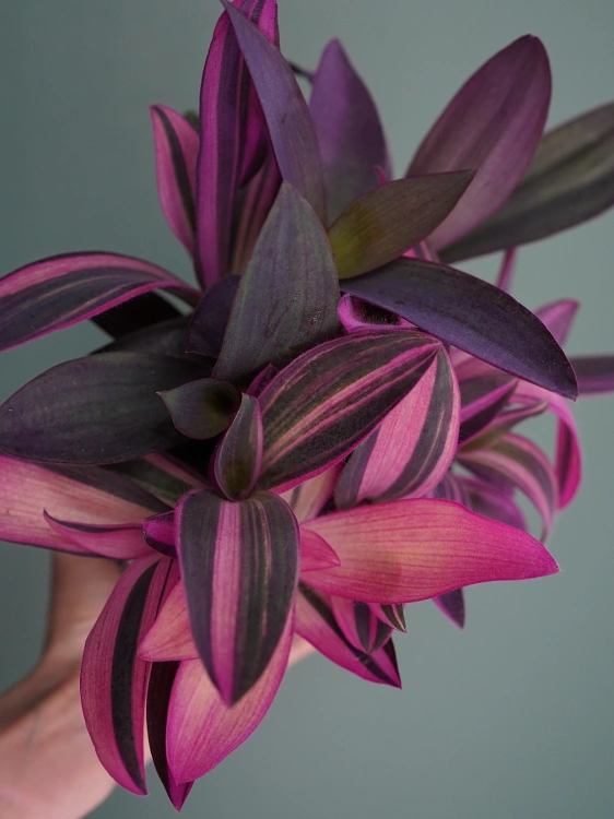 Tradescantia pallida 'Pink Stripe' Trzykrotka ⌀12cm