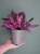 Tradescantia pallida 'Pink Stripe' Trzykrotka ⌀12cm