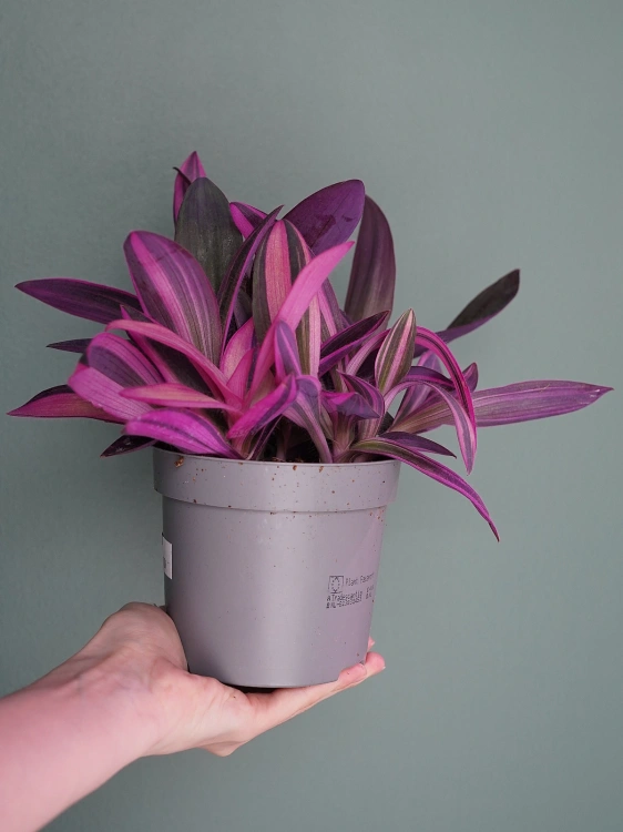 Tradescantia pallida 'Pink Stripe' Trzykrotka ⌀12cm