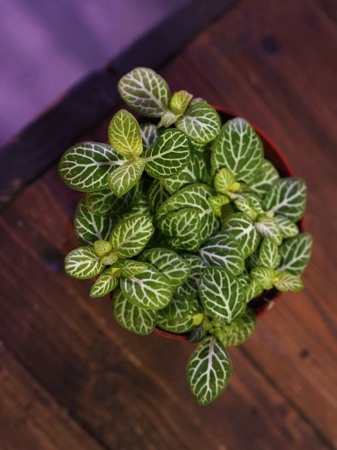 Fittonia Joly Lemon ⌀8,5cm