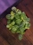 Fittonia Joly Lemon ⌀8,5cm