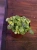 Fittonia Joly Lemon ⌀8,5cm
