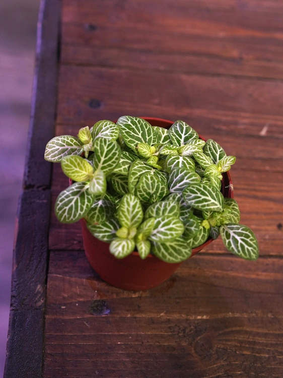 Fittonia Joly Lemon ⌀8,5cm