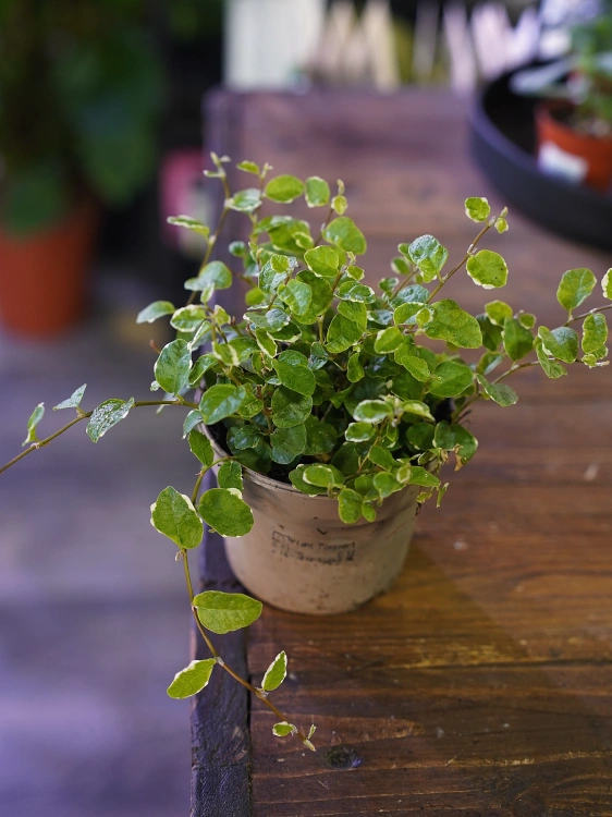 Ficus pumila 'White Sunny' ⌀9cm
