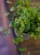 Ficus pumila 'White Sunny' ⌀9cm