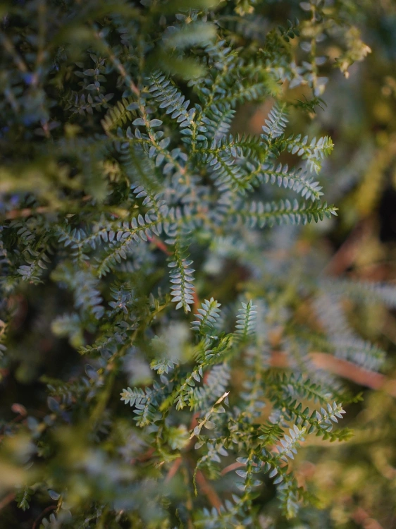 Selaginella uncinata ⌀12cm