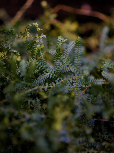 Selaginella uncinata ⌀12cm