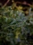 Selaginella uncinata ⌀12cm