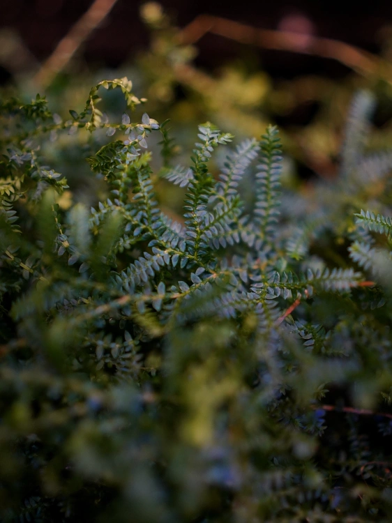 Selaginella uncinata ⌀12cm