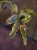 Begonia 'Dainty Spray Sport Variegata' ⌀8cm