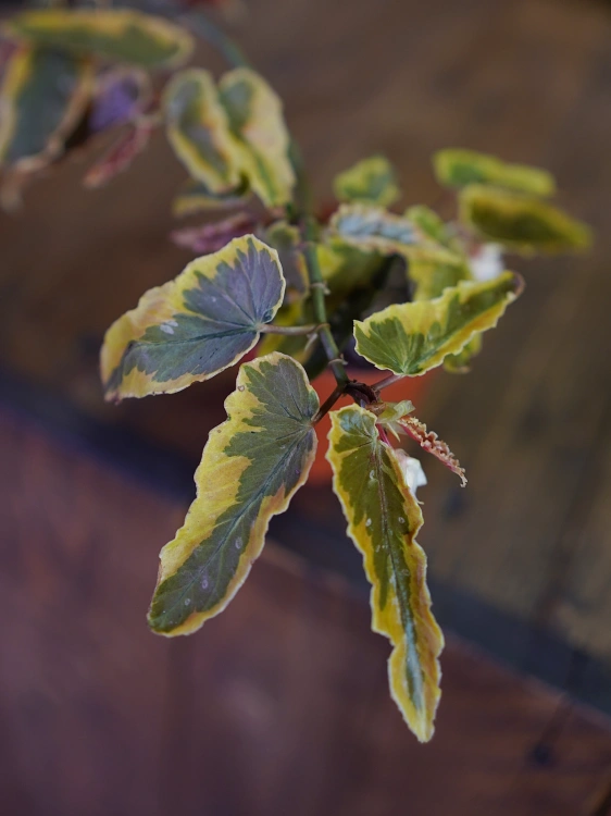 Begonia 'Dainty Spray Sport Variegata' ⌀8cm