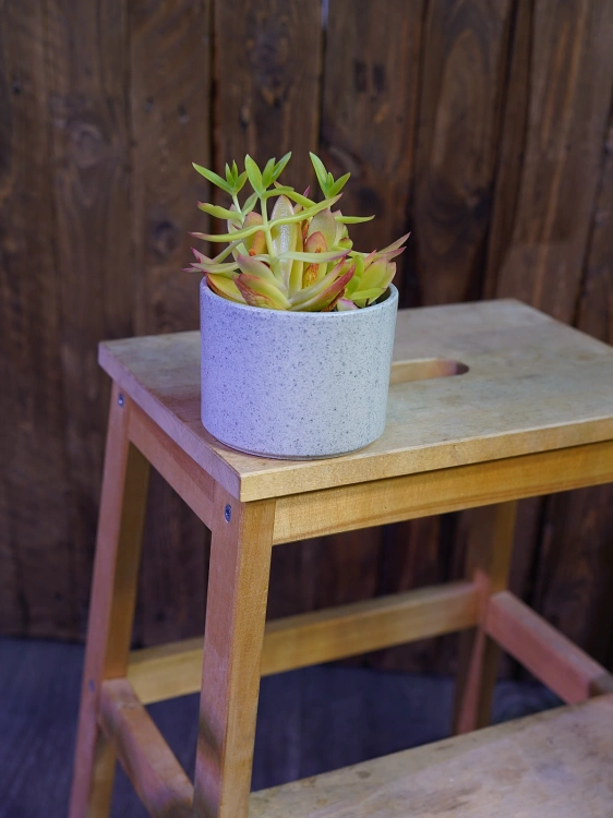 Crassula capitella Grubosz ⌀9cm