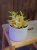 Crassula capitella Grubosz ⌀9cm