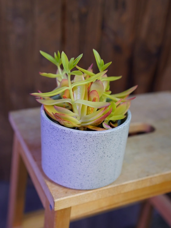 Crassula capitella Grubosz ⌀9cm