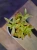 Crassula capitella Grubosz ⌀9cm