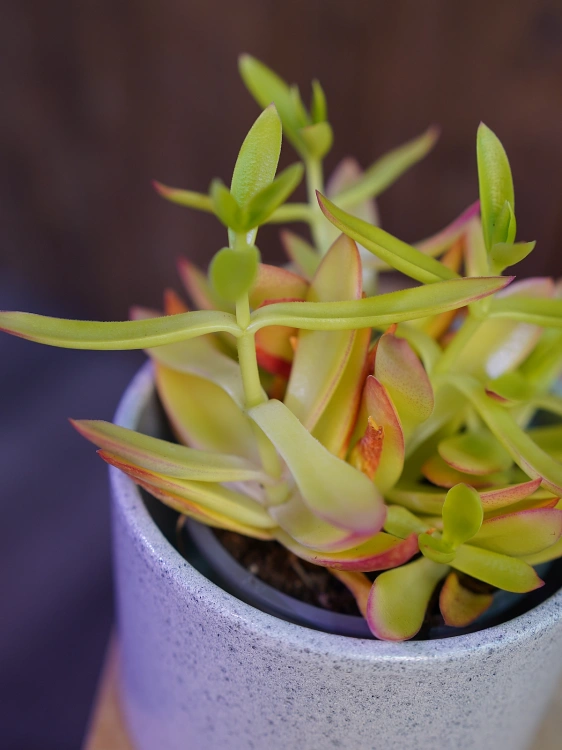 Crassula capitella Grubosz ⌀9cm