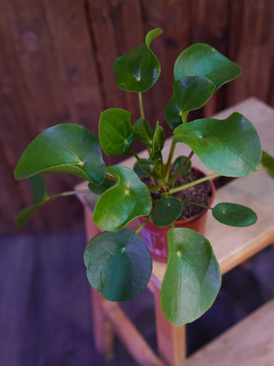 Pilea peperomioides Pieniążek ⌀11cm