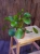 Pilea peperomioides Pieniążek ⌀11cm
