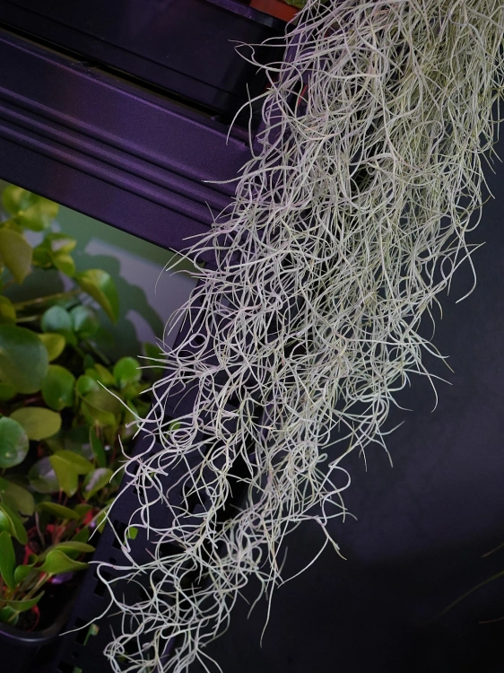 Tillandsia usneoides Oplątwa 50cm