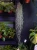 Tillandsia usneoides Oplątwa 50cm
