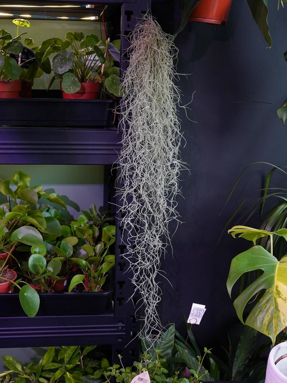Tillandsia usneoides Oplątwa 50cm