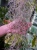 Tillandsia usneoides Oplątwa 50cm