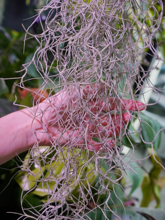 Tillandsia usneoides Oplątwa 50cm
