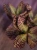 Kalanchoe humilis 'Desert Surprise' ⌀12cm