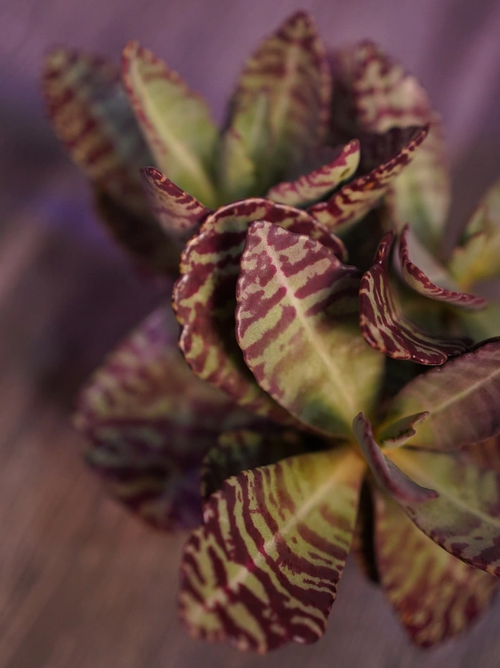 Kalanchoe humilis 'Desert Surprise' ⌀12cm