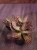 Kalanchoe humilis 'Desert Surprise' ⌀12cm