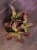 Kalanchoe humilis 'Desert Surprise' ⌀12cm