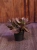 Kalanchoe humilis 'Desert Surprise' ⌀12cm